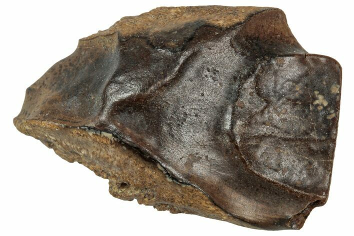 Fossil Triceratops Shed Tooth - Wyoming #358203